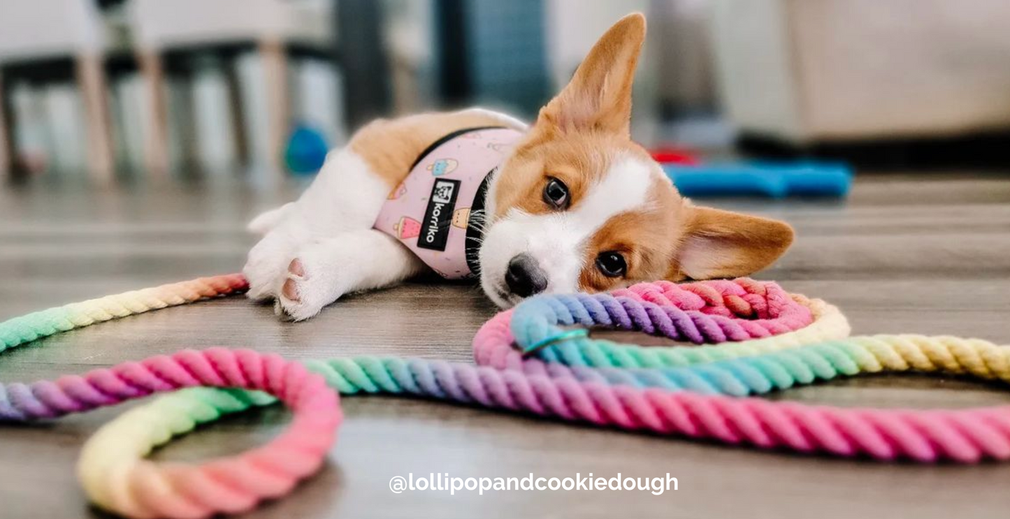 SNOWCONE: Rope Dog Leash