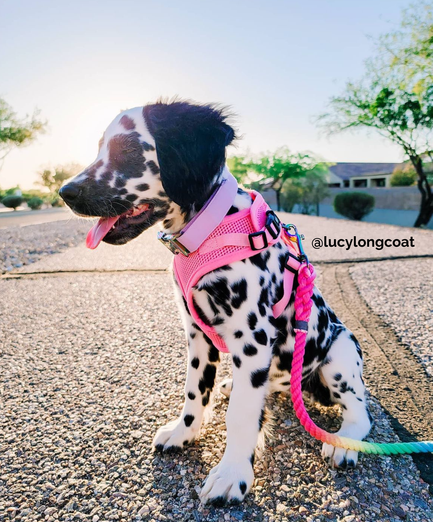 SNOWCONE: Rope Dog Leash