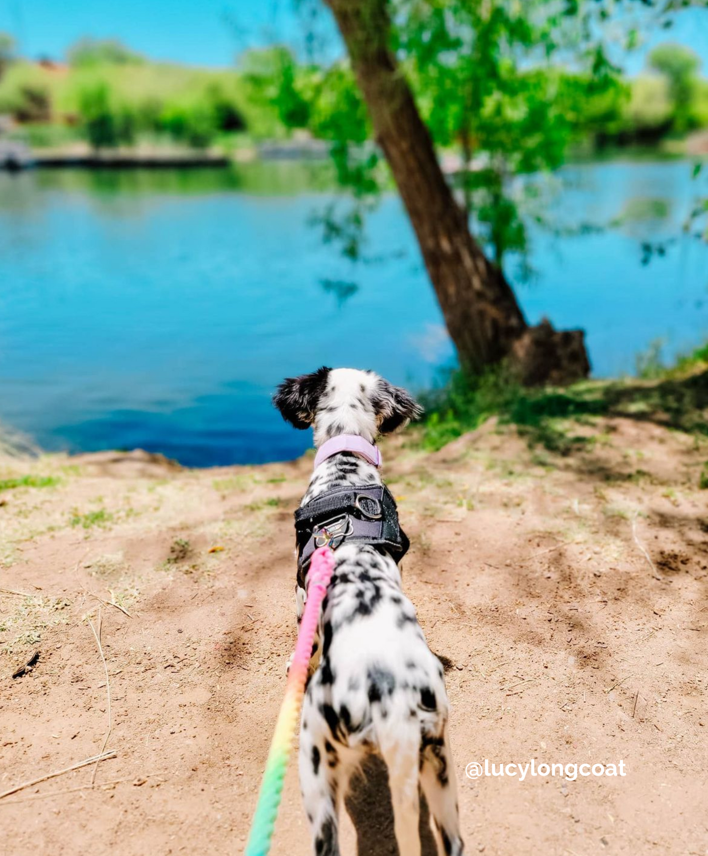 SNOWCONE: Rope Dog Leash