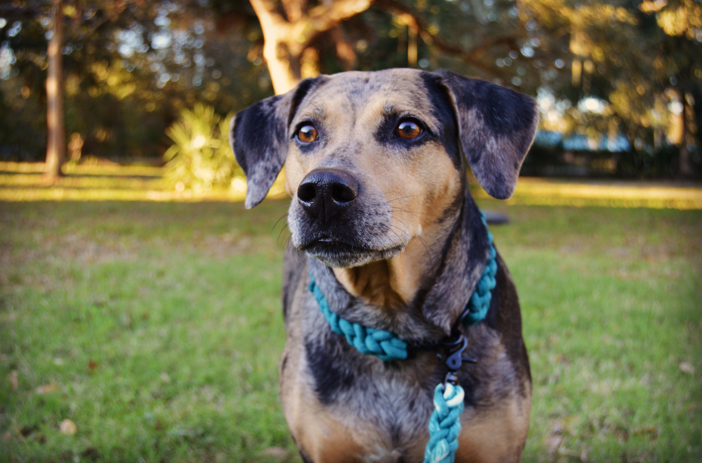 Rope Dog Collar