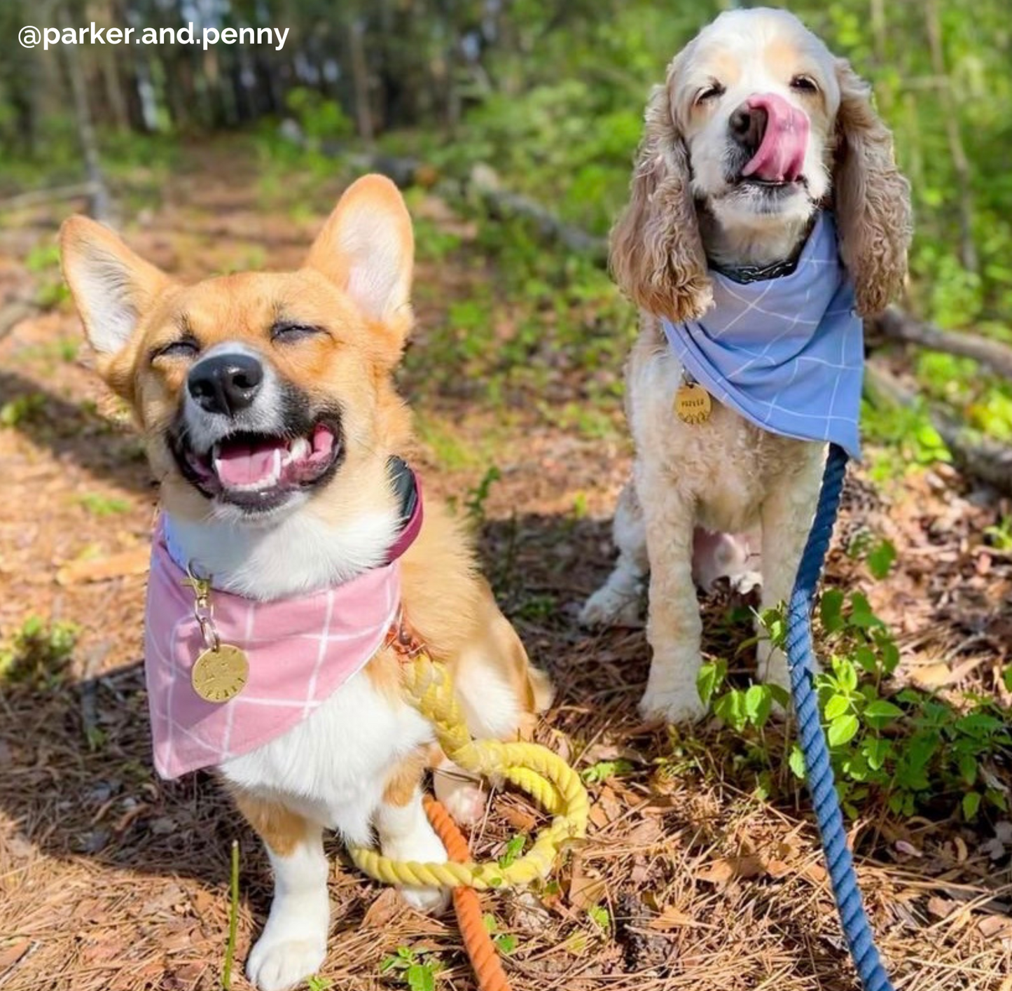 Custom Two Color Rope Dog Leash