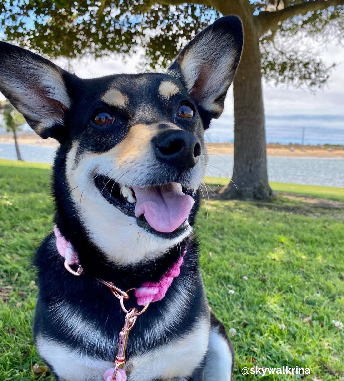 Two Color Rope Dog Collar