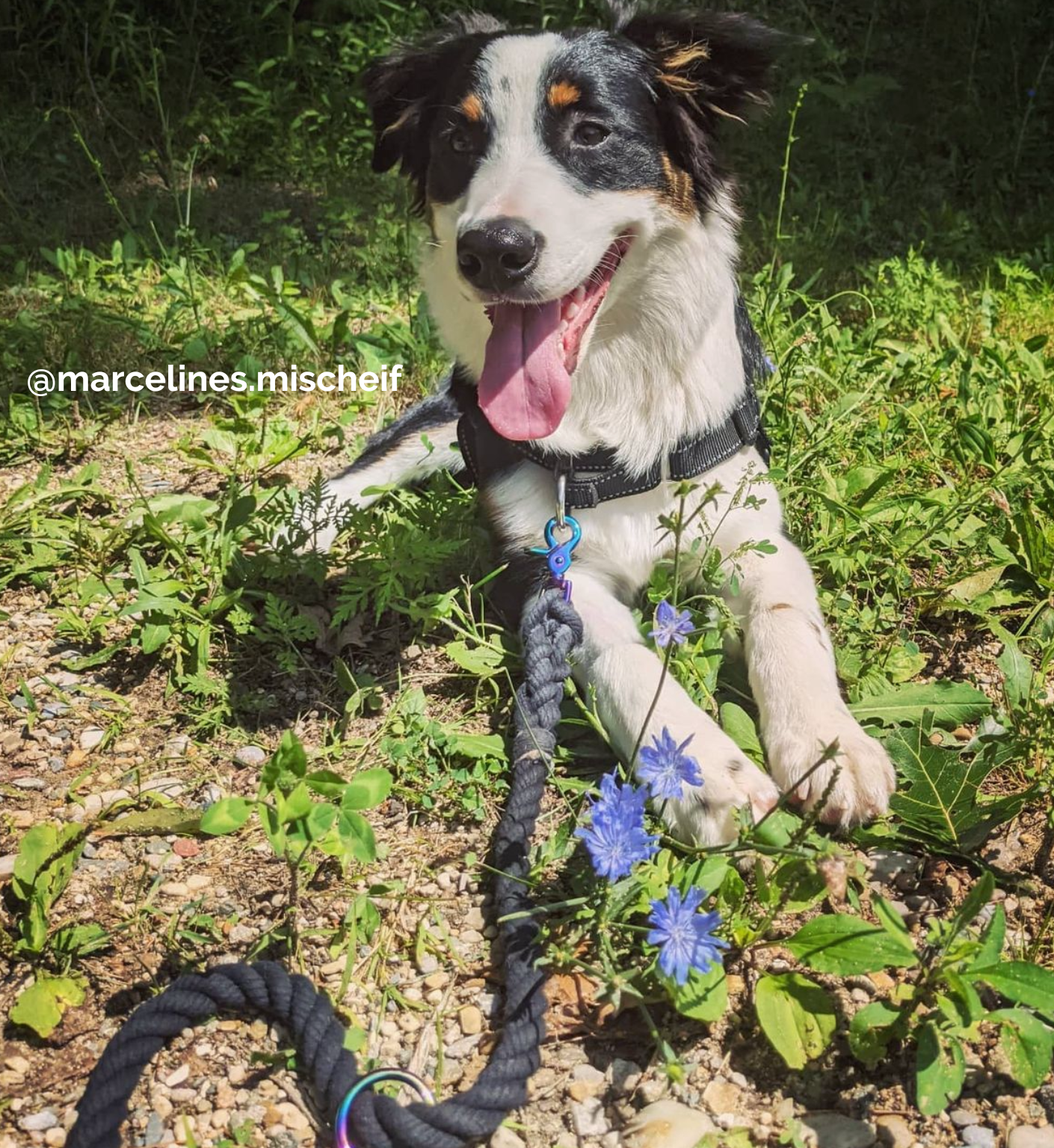 Custom Rope Dog Leash