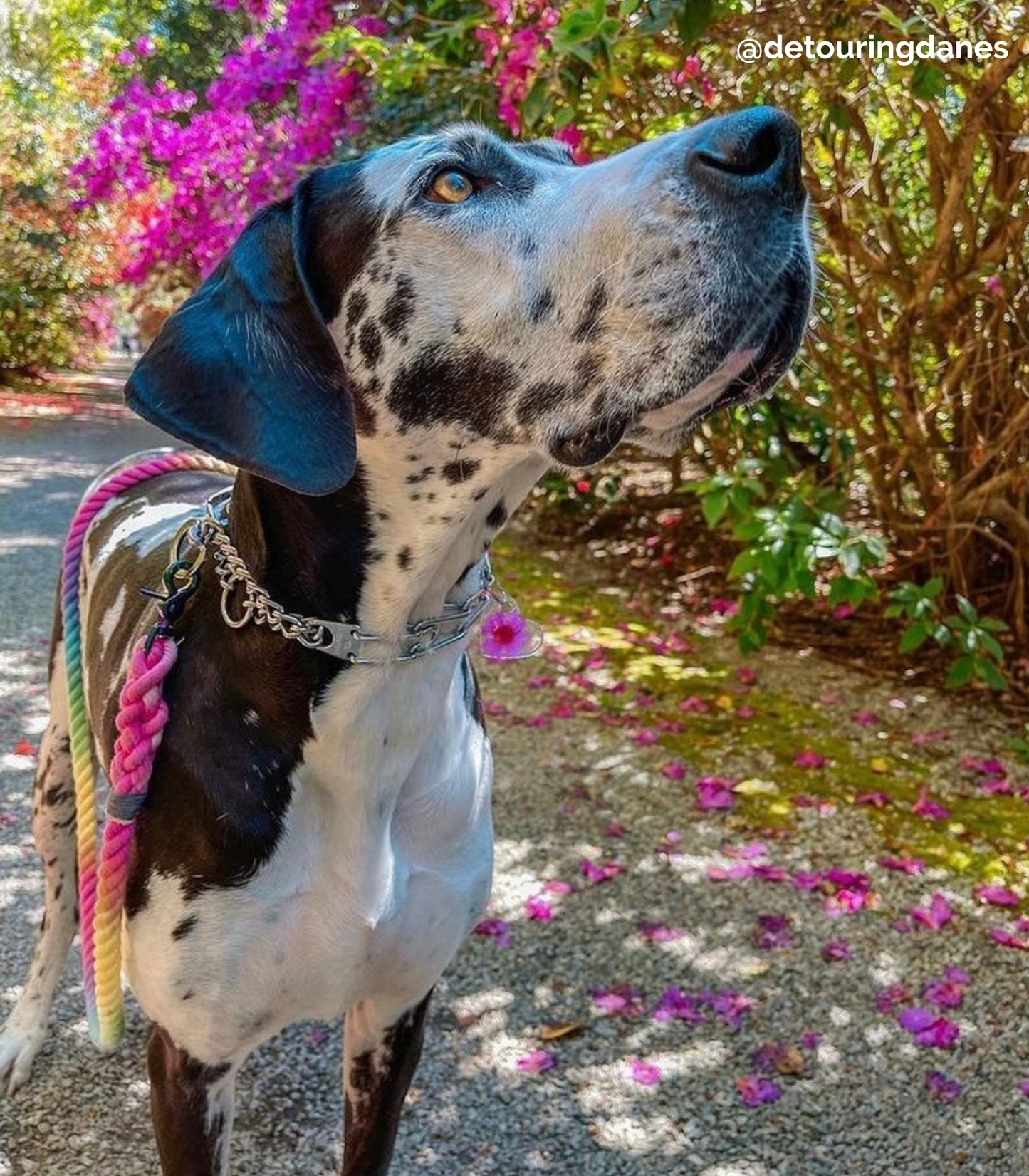 SNOWCONE: Handsfree Rope Dog Leash