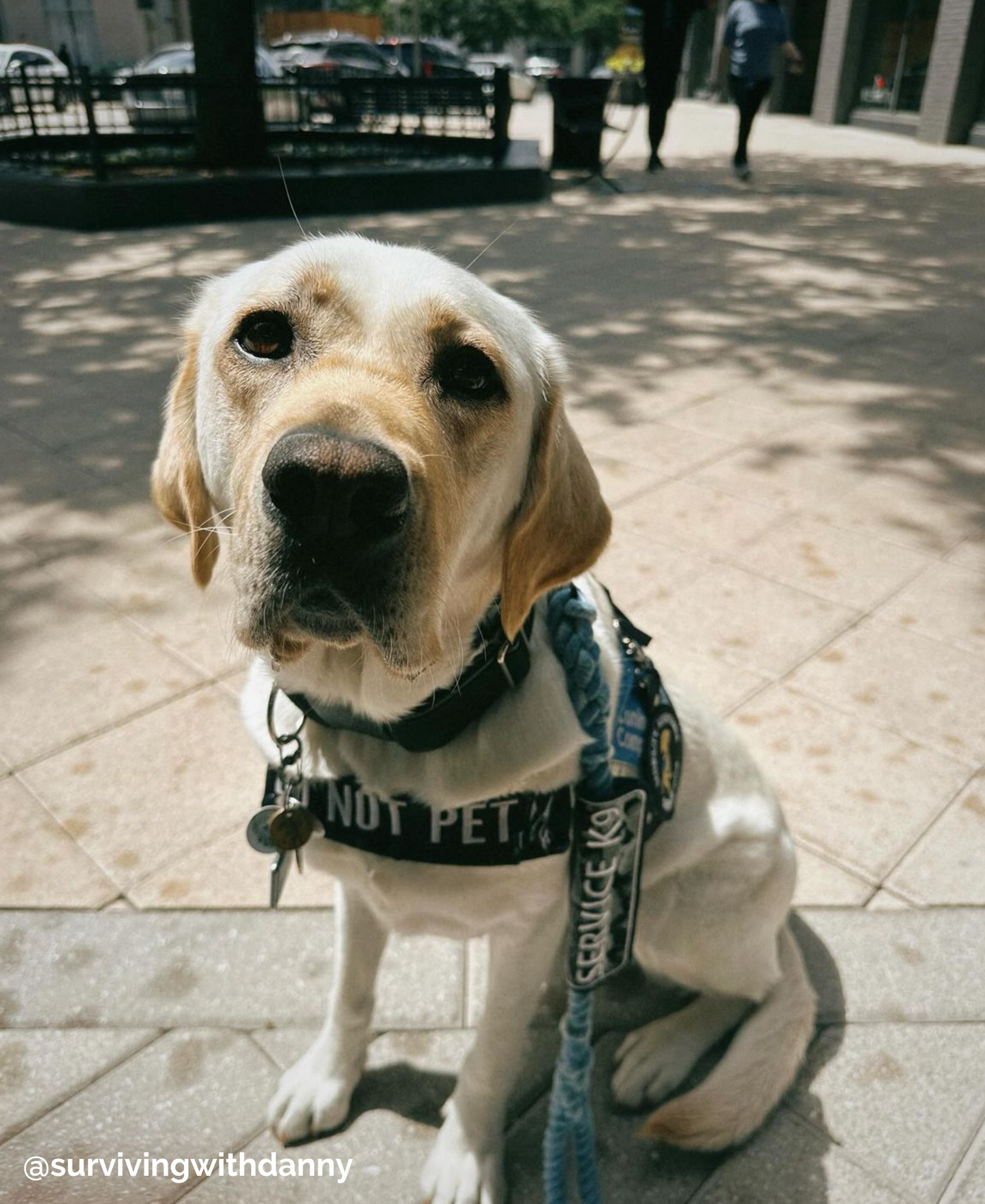RIP TIDE: Handsfree Rope Dog Leash