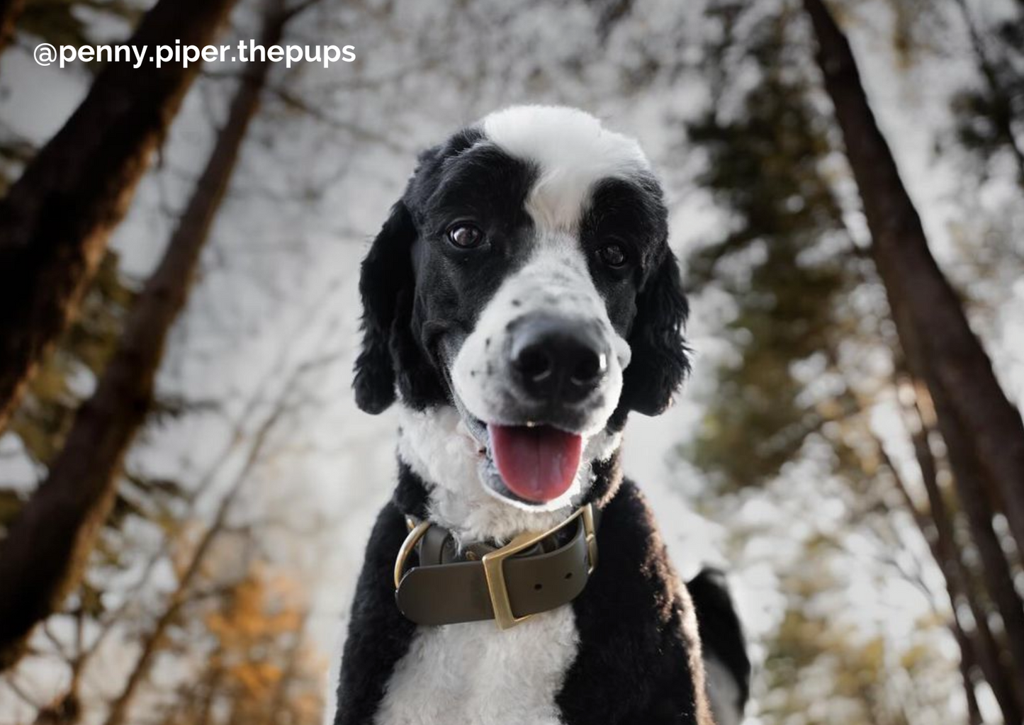 XL 1.5IN Biothane Dog Collar