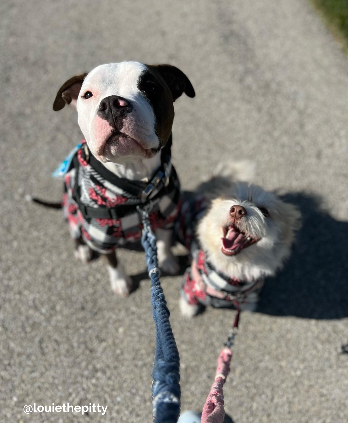 RIP TIDE: Handsfree Rope Dog Leash with Traffic Handle