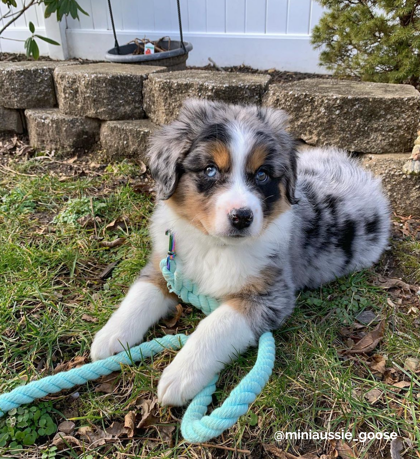 TEAL - AQUA Handsfree Rope Dog Leash