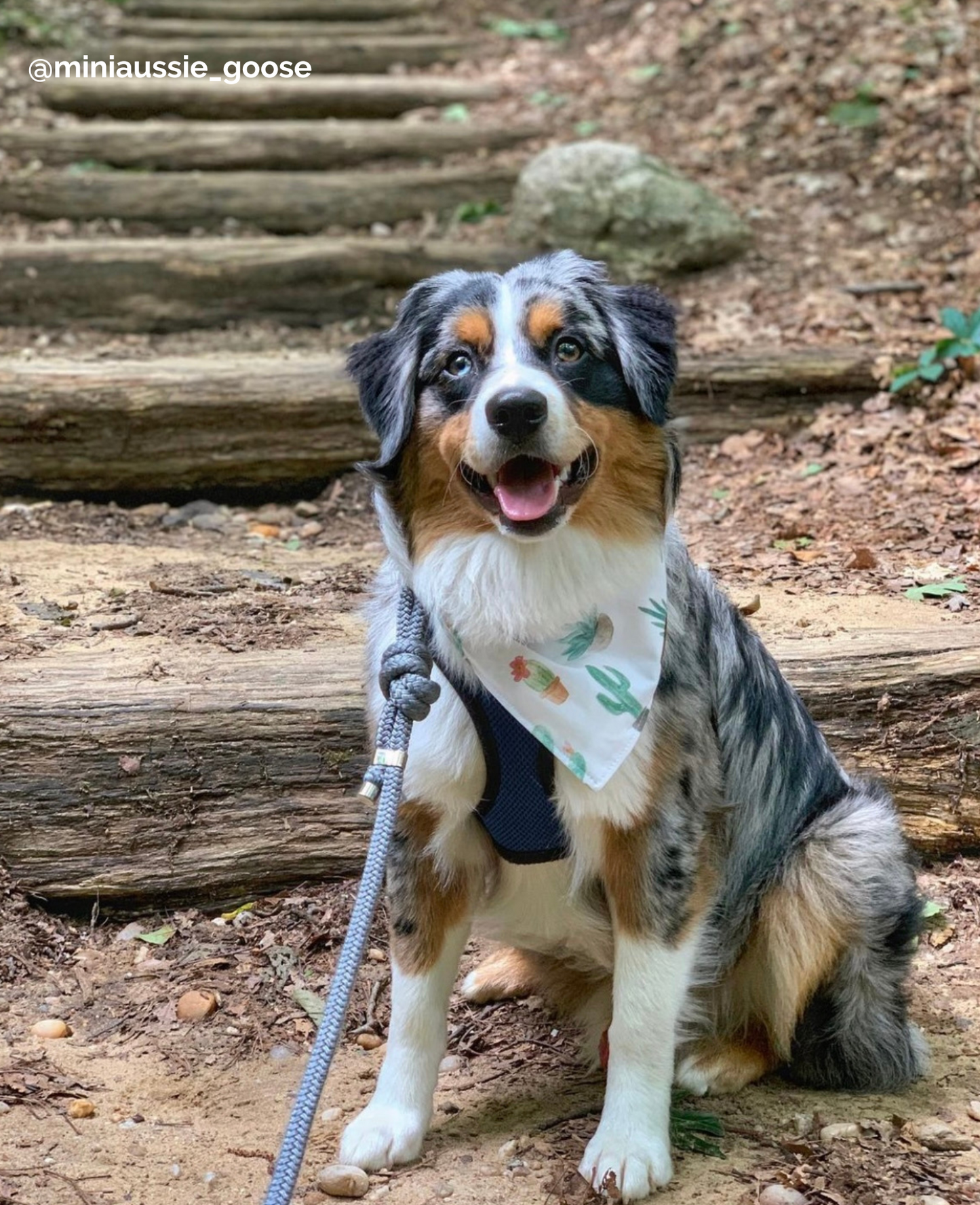 VENTURE Handsfree Nylon Rope Dog Leash
