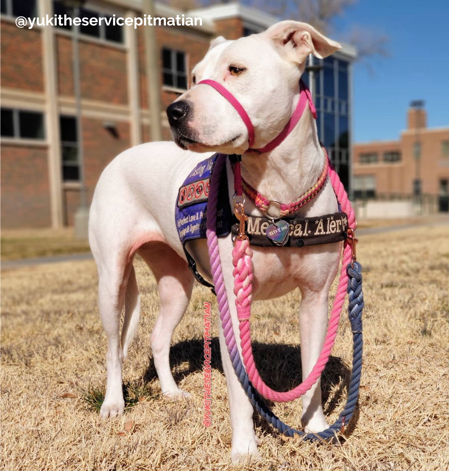 Custom Three Color Handsfree Rope Dog Leash