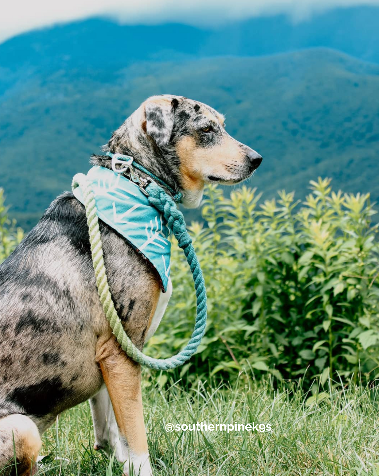 JEWEL: Handsfree Rope Dog Leash