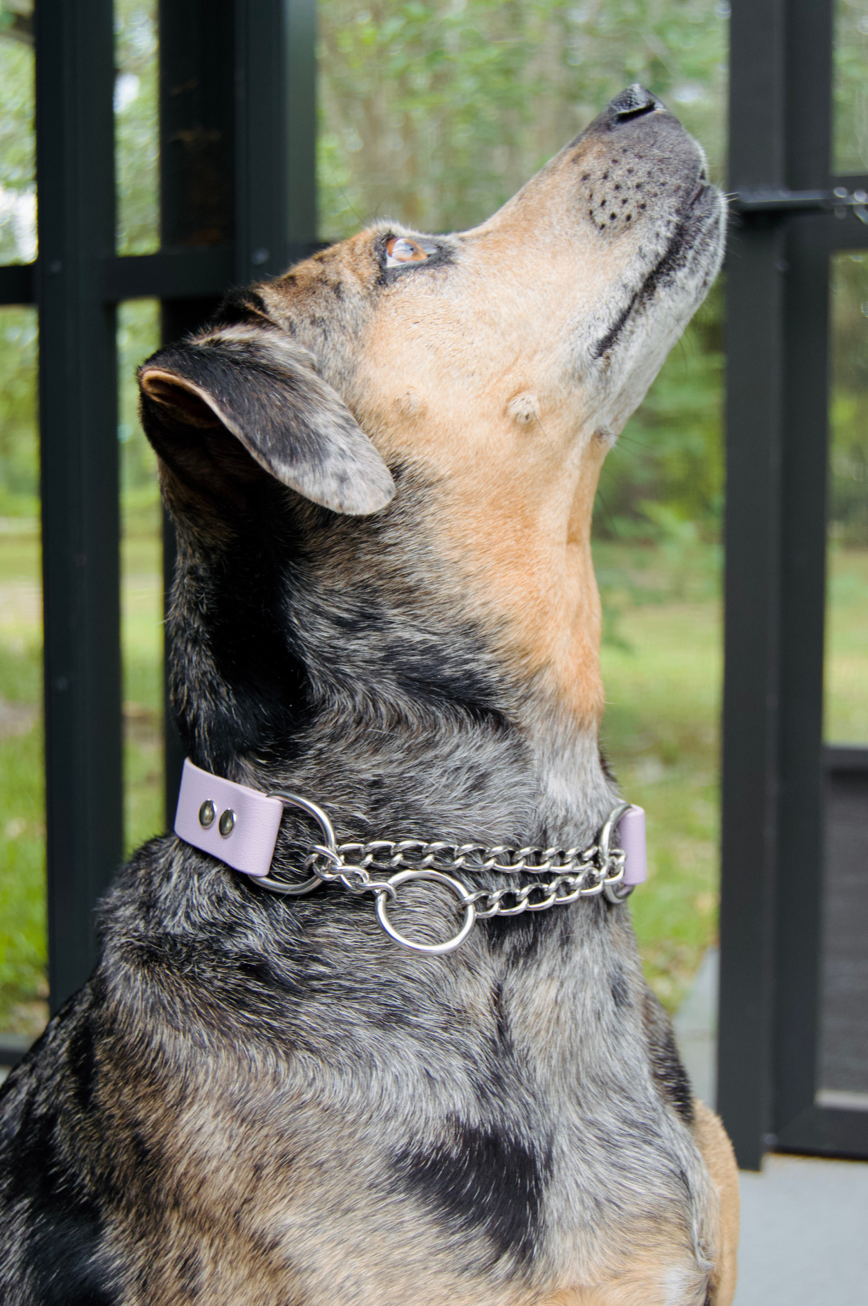 Two Color Accent Martingale Adjustable Biothane Dog Collar