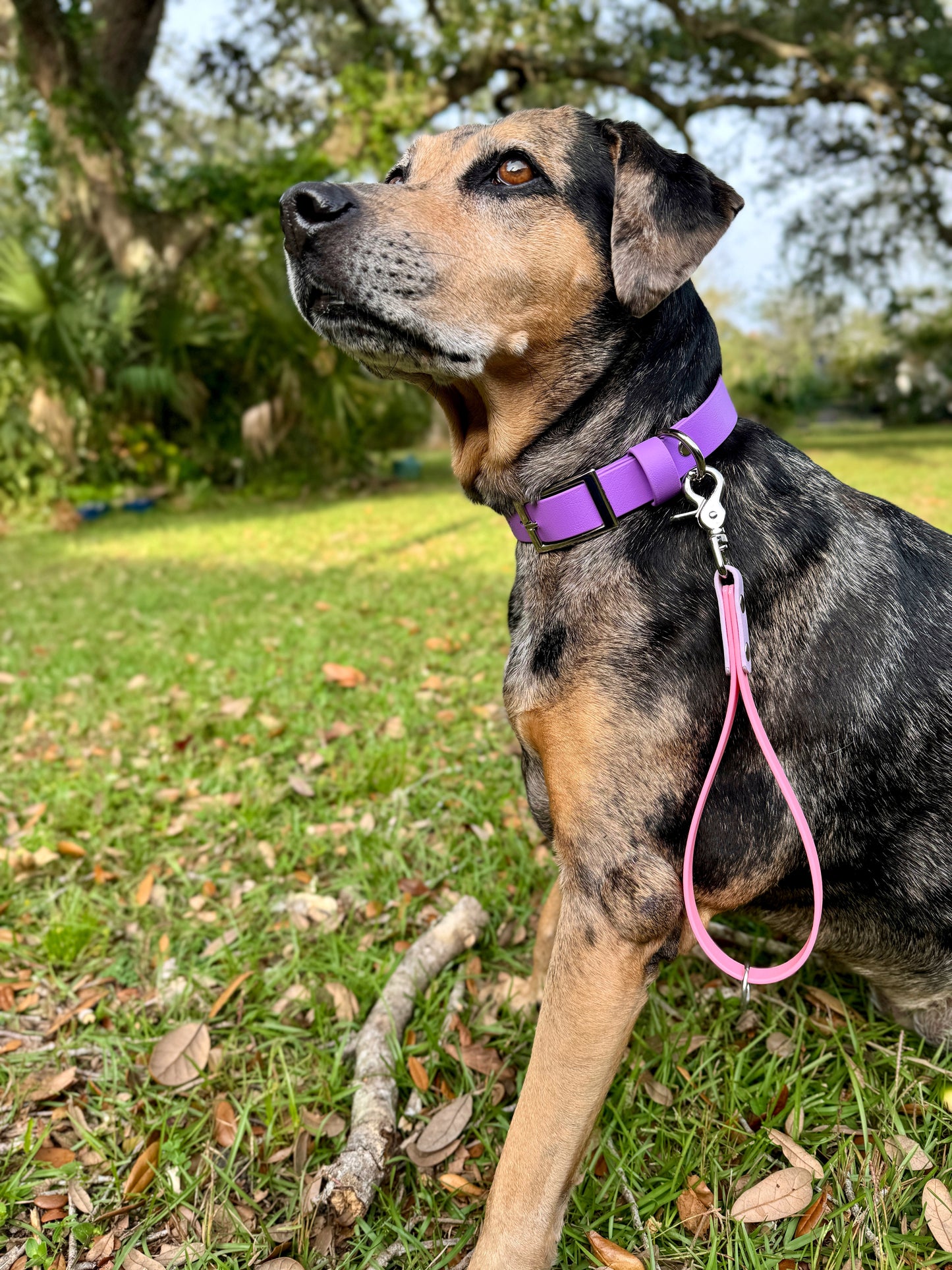 Two Color Biothane Grab Handle Dog Leash