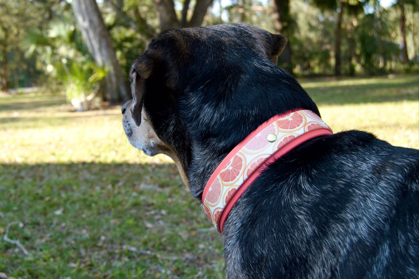 Grapefruit: Printed Double Layer Biothane Dog Collar