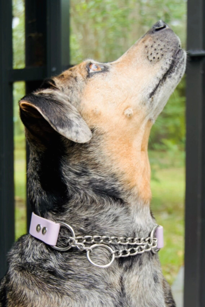 Martingale Adjustable Biothane Dog Collar