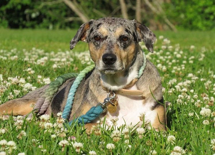 JEWEL: Grey, Olive, Lime, and Teal Rope Dog Leash