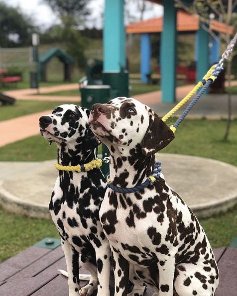 Custom Two Color Rope Dog Leash Coupler