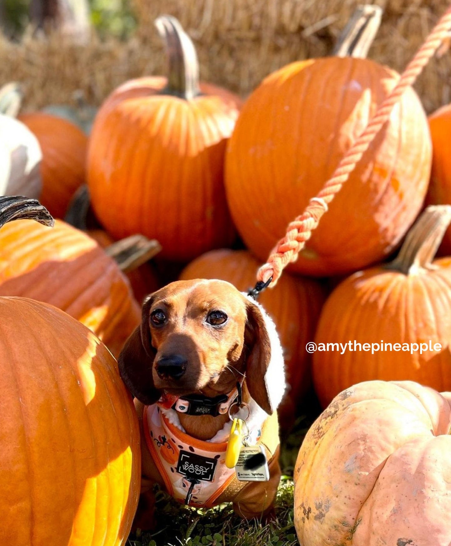 WICKED: Rope Dog Leash