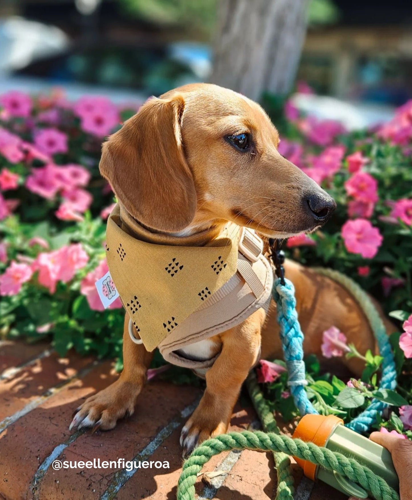 JEWEL: Grey, Olive, Lime, and Teal Rope Dog Leash