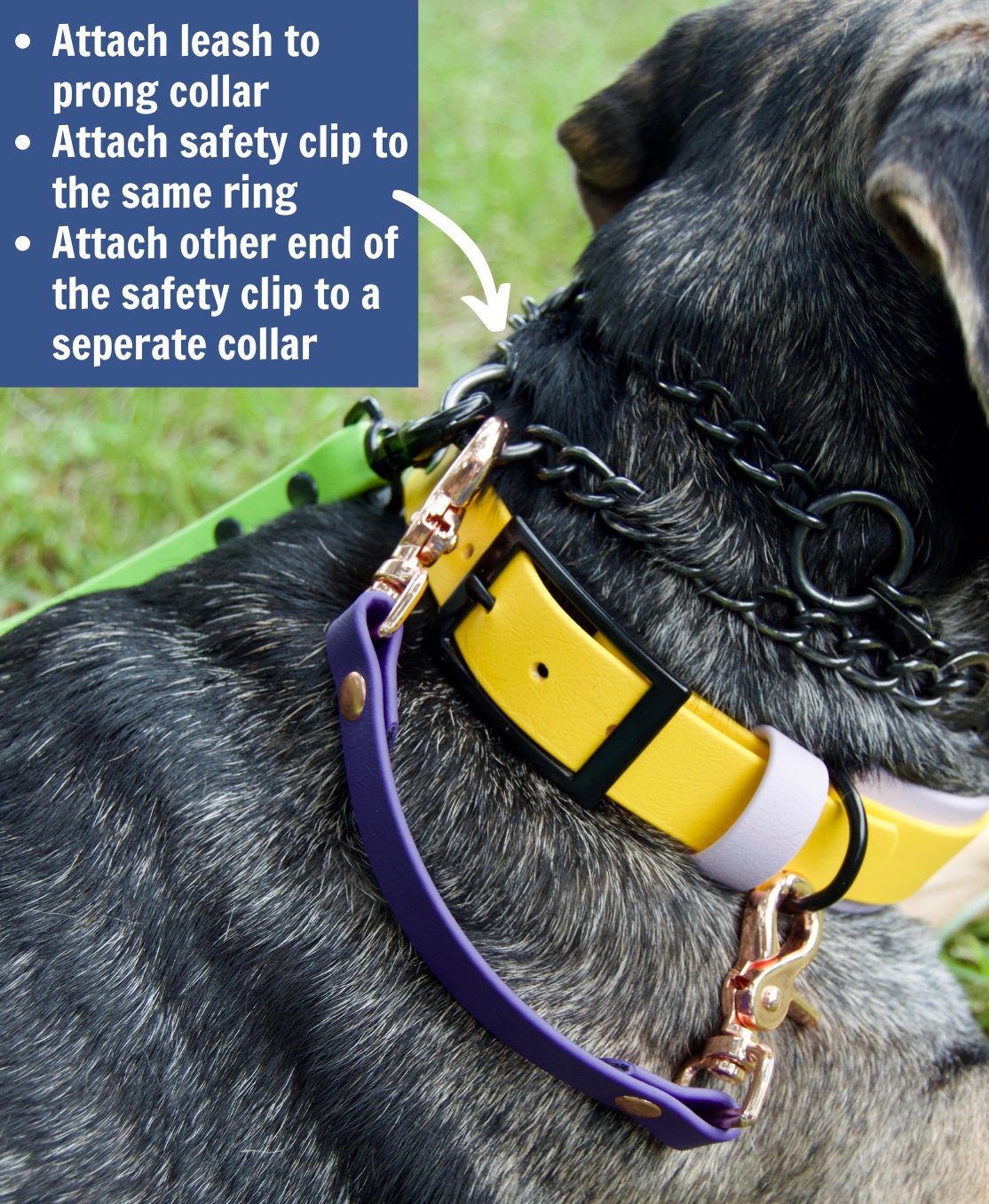 Biothane Safety Clip: Collar to Harness Strap and Prong Collar Backup