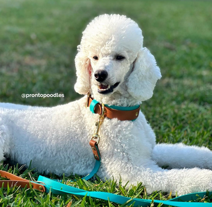 Two Color Biothane Dog Leash