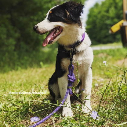 VENTURE Nylon Rope Dog Leash