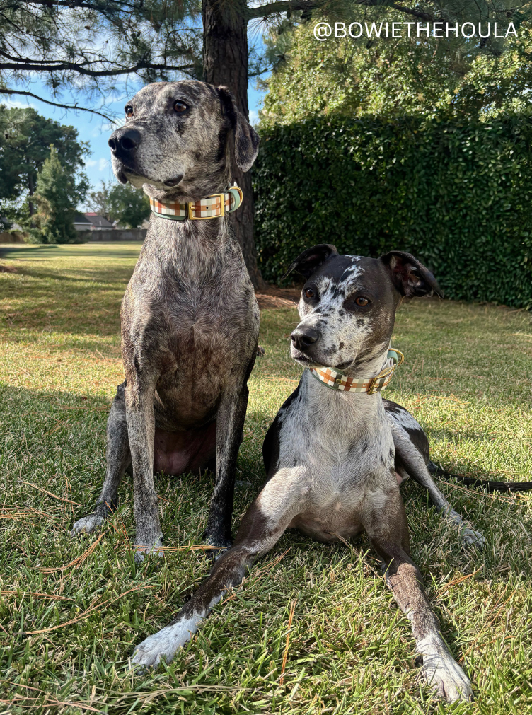 Two dogs, wear Fall Plaid Collars, sitting on grass with trees in the background