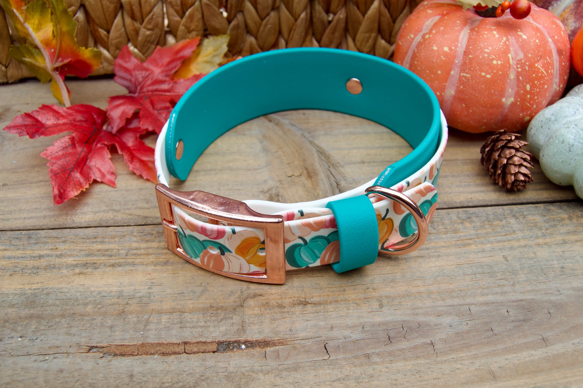 pumpkins-patterned dog collar with teal band on a wooden surface with autumn leaves and pumpkins decorations