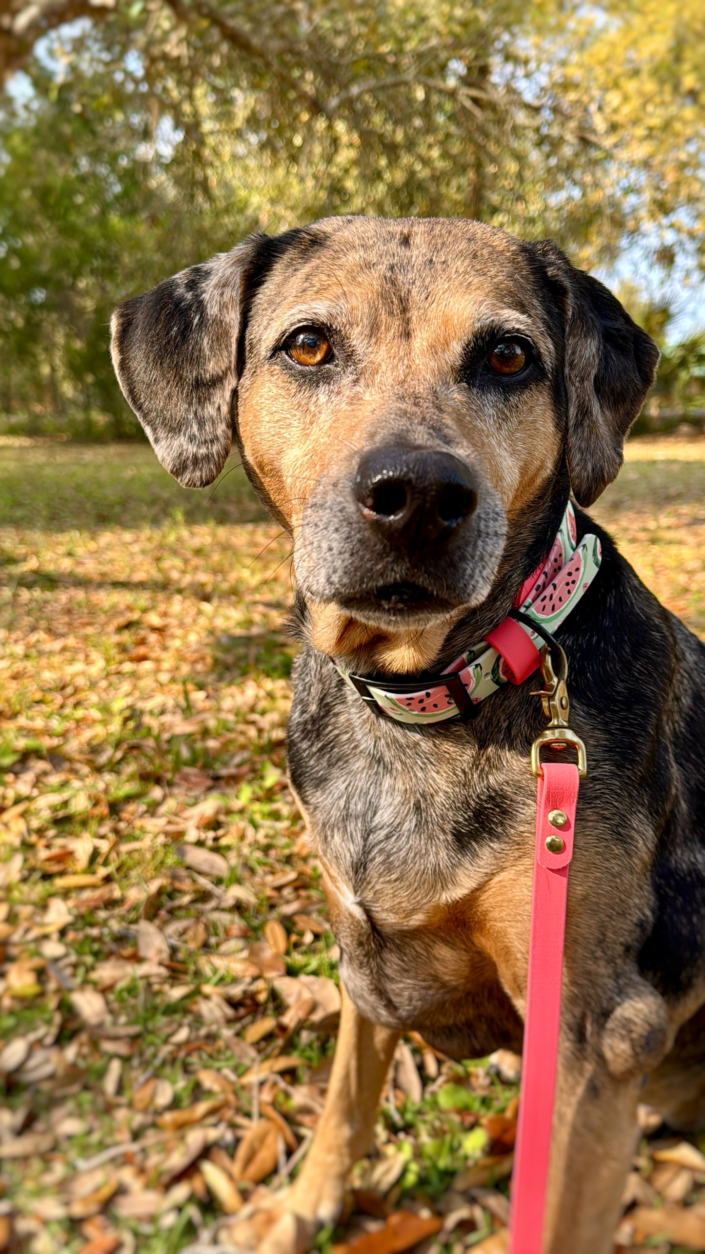 Watermelon: Printed Double Layer Biothane Dog Collar