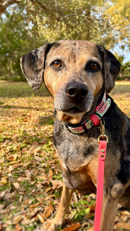 Watermelon: Printed Double Layer Biothane Dog Collar