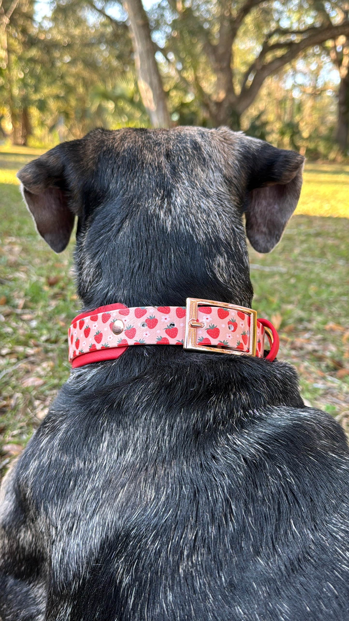 Strawberry: Printed Double Layer Biothane Dog Collar