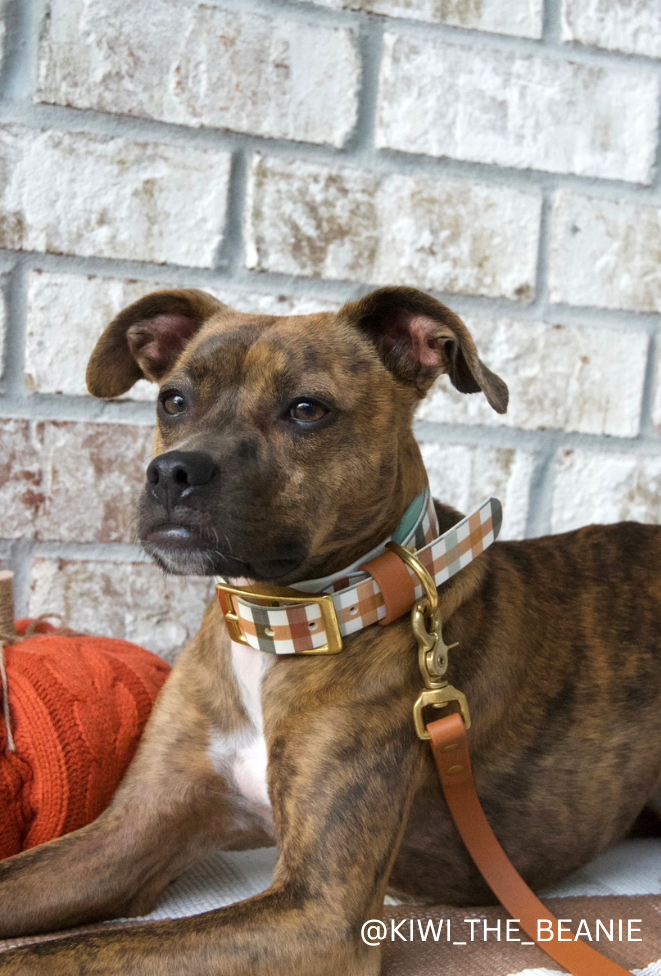 Brindle dog wearing a Fall Plaid Collar and Caramel leash against a brick wall