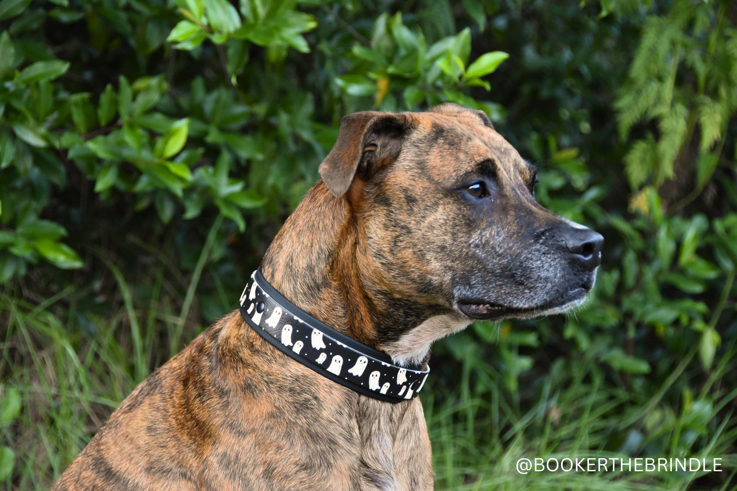 Brindle dog wearing a black collar with ghost pattern, sitting outdoors with greenery in the background.