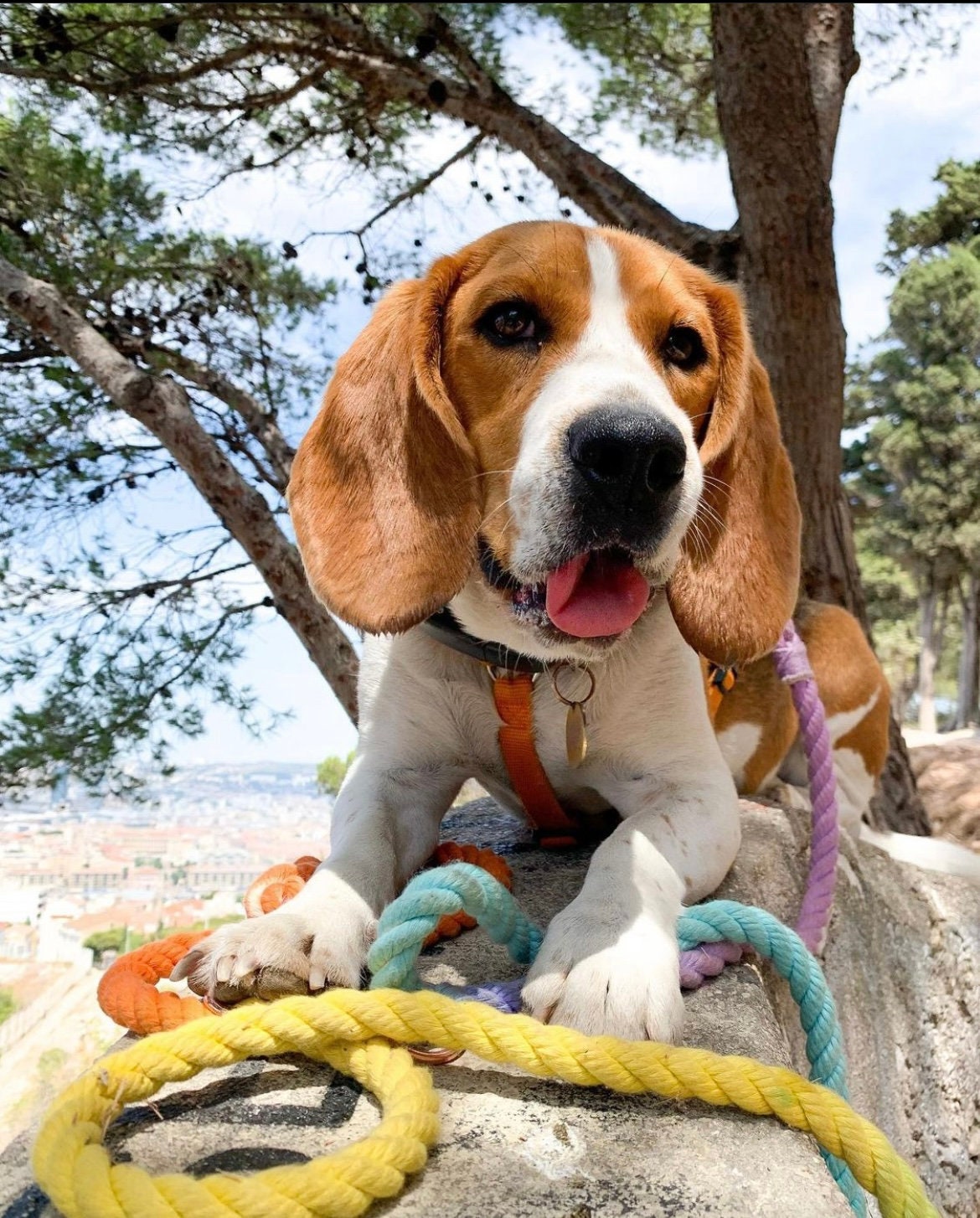 SHERBET: Handsfree Rope Dog Leash
