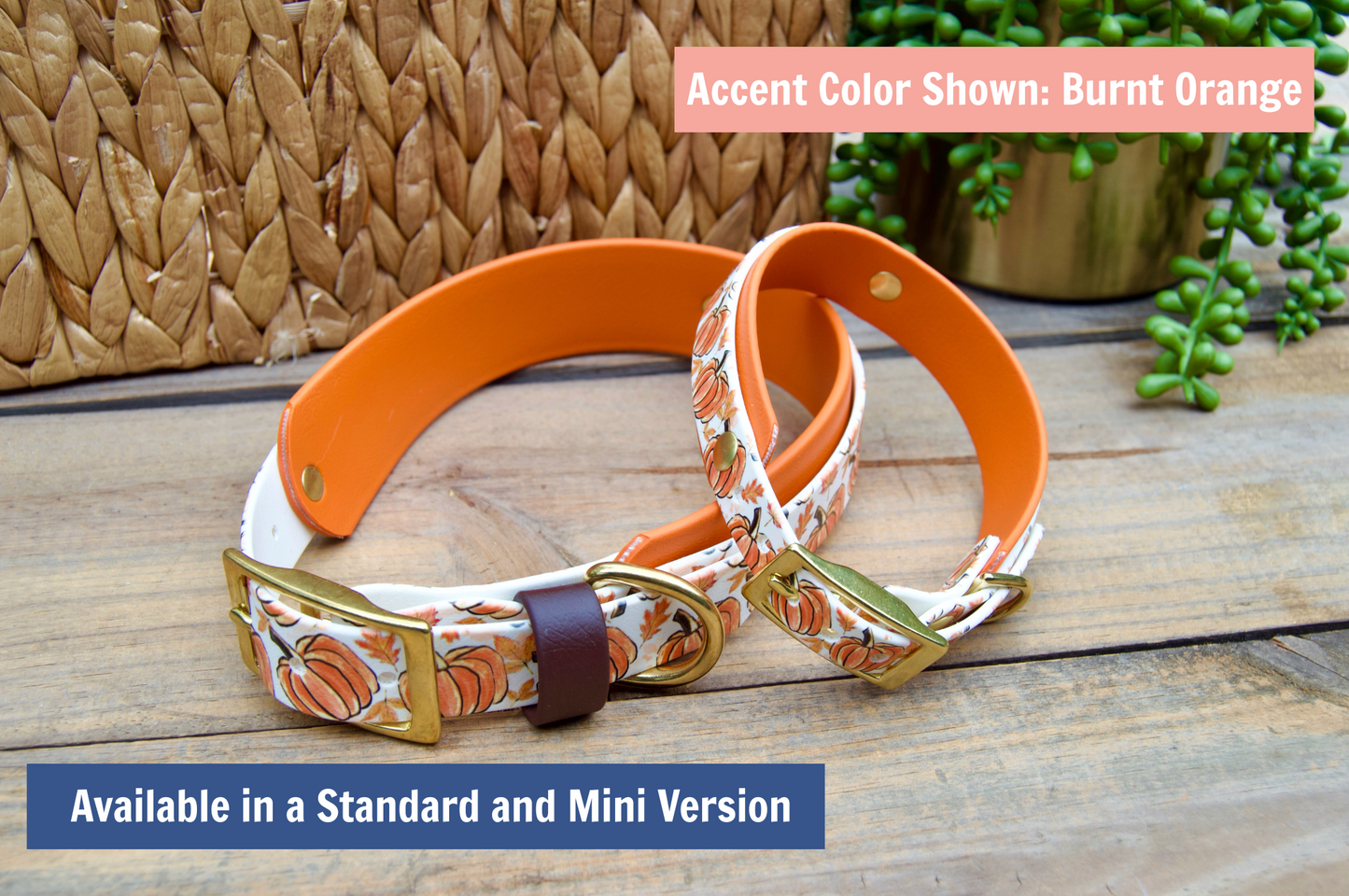 Mini and Standard Dog collar with pumpkin pattern and burnt orange accent on a wooden surface.