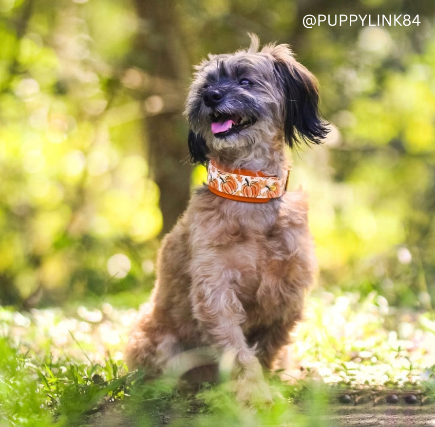 Dog wearing an orange collar with a pumpkin pattern, sitting in a grassy area with a blurred natural background.